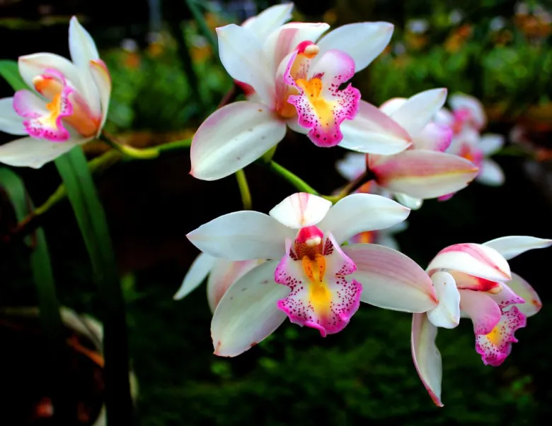 A close-up image of orchids featuring striking pink centers.