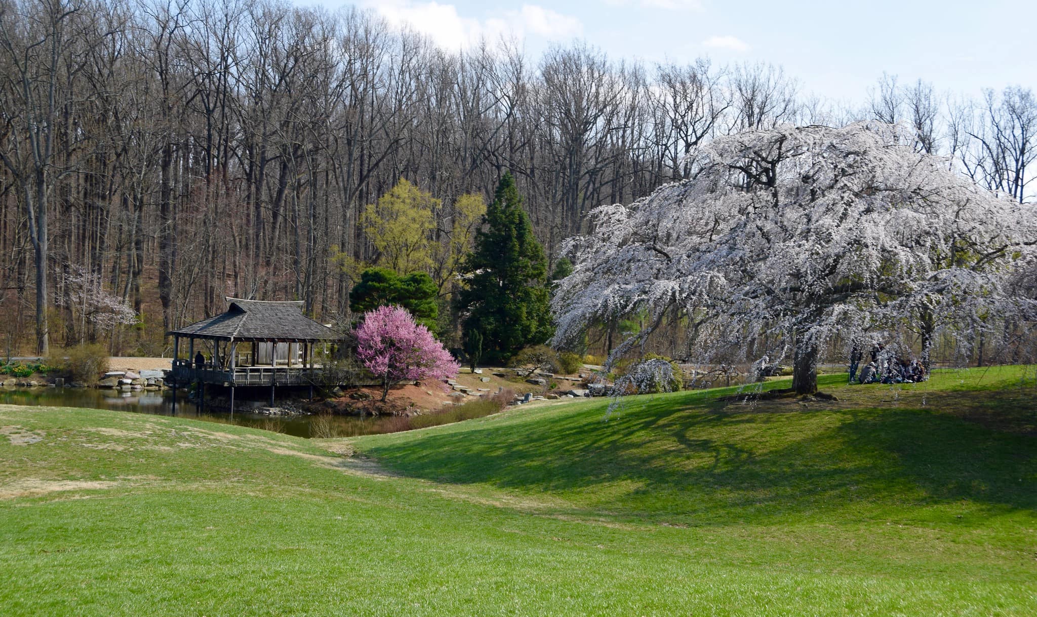 Brookside Gardens Cherry Blossoms Maryland