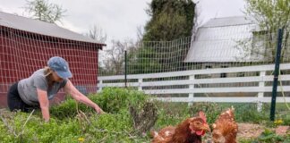 MoCo Native Starts Nonprofit to Find Loving Homes for Retiring Hens