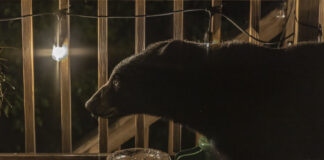 Spotting a Bear on Your Deck? Essential Tips for DC-Area Homeowners!