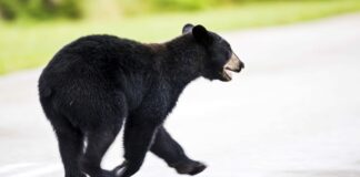 Viral Black Bear Spotted in Germantown: Essential Tips for Safe Encounters!