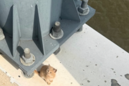 Cat rescue