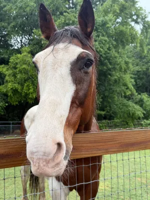 brown and white horse looking at camera with face over fence