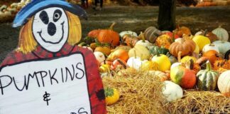 Germantown’s Butler’s Orchard Welcomes Back 46th Annual Pumpkin Festival