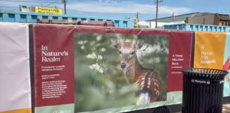 Experience the Symphony Season: Annapolis City Dock Art Exhibit Showcases Talented Local Artists