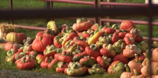 Germantown orchard adapts to changing seasons with a pumpkin-focused fall harvest