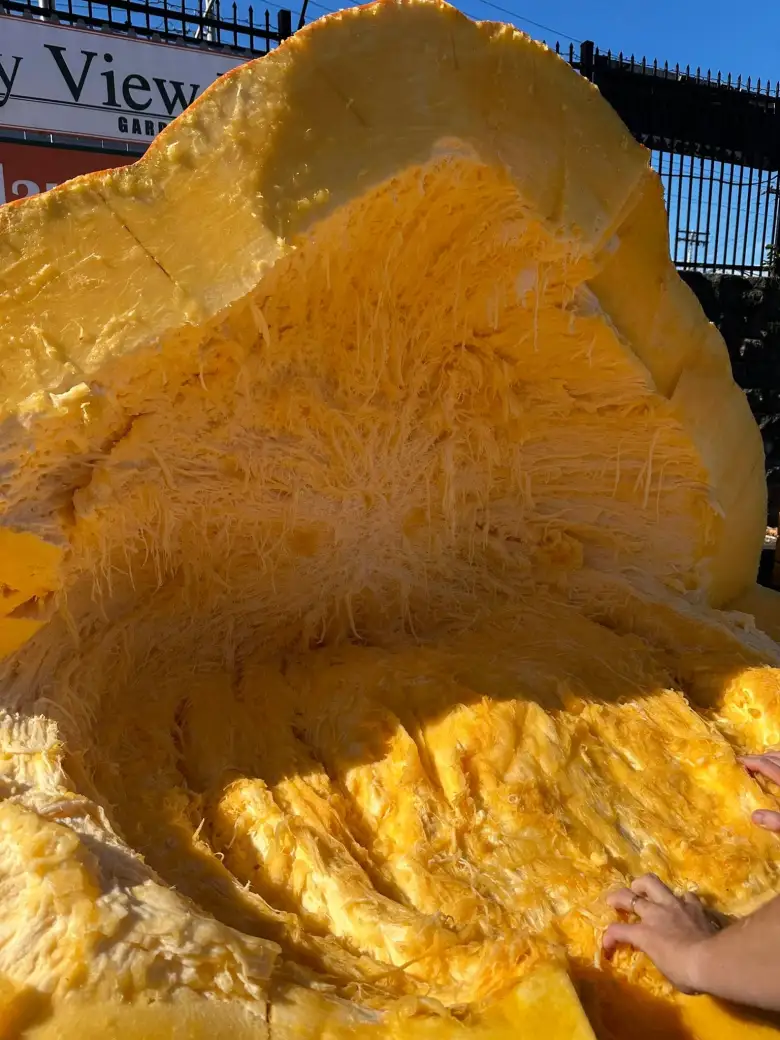 inside of giant pumpkin